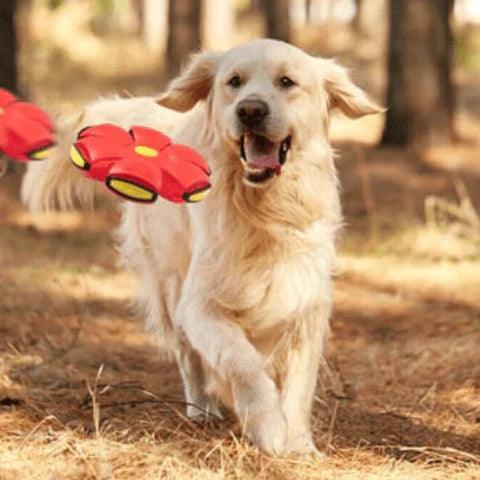 Brinquedo Voador para Cães com Função 2 em 1 - SkyHound - Bluemart Brasil